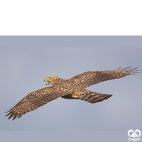 گونه طرلان Northern Goshawk 